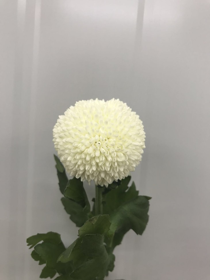 开云电竞app下载安装