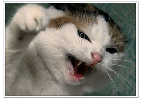 开云电竞app下载安装