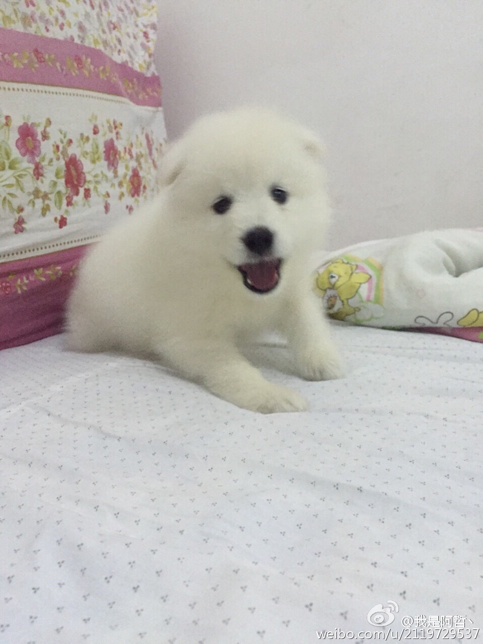 开云电竞app下载安装