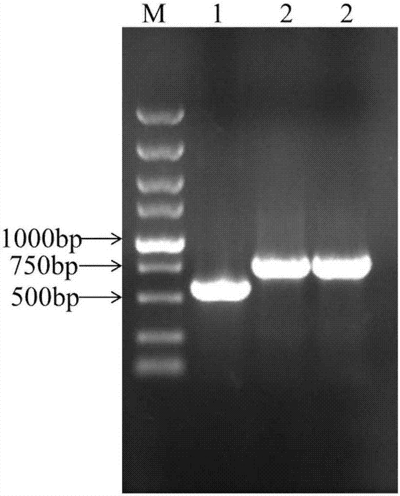 开云电竞app下载安装