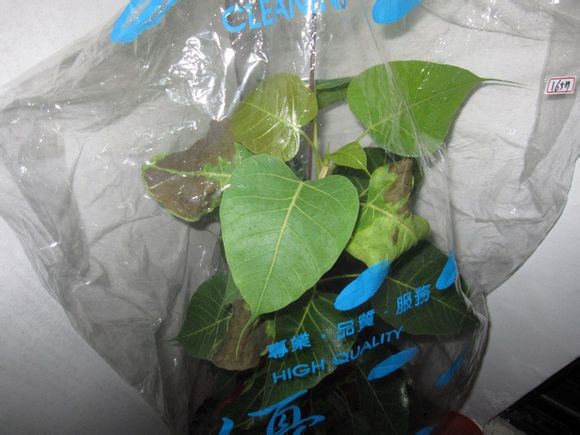 开云电竞app下载安装